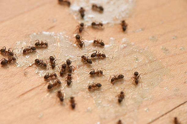 Reliable Bellefonte, PA Pest Control Solutions